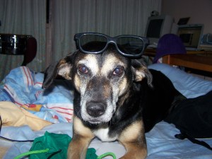 Negra, una de mis perras