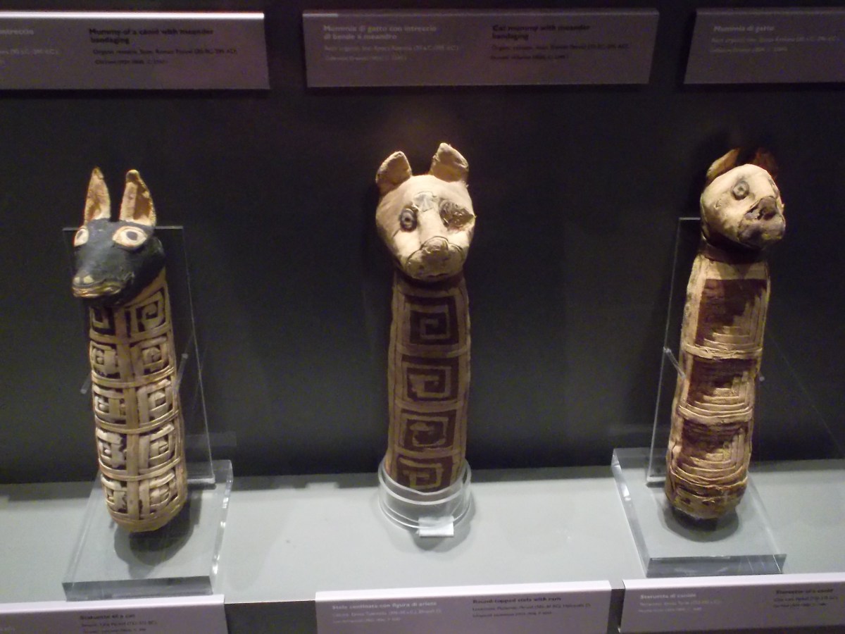 Momias de gatos en museo