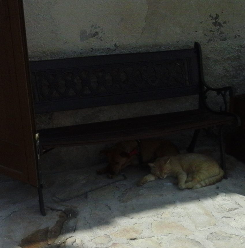 A la sombra en verano