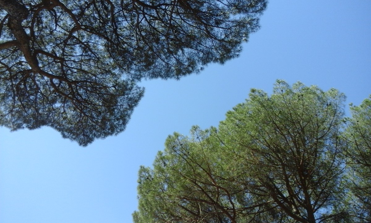 Vista de árboles desde abajo