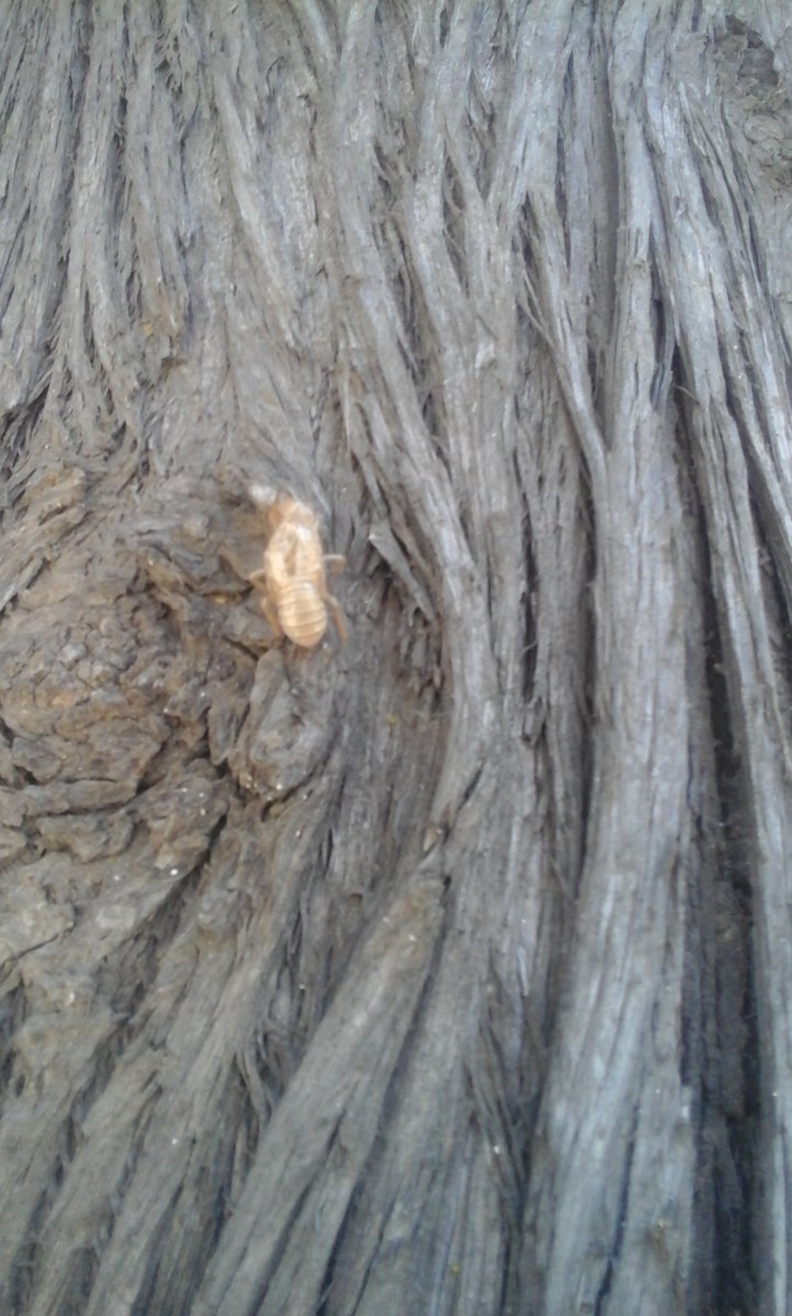 Abeja o avispón aparentemente muerta