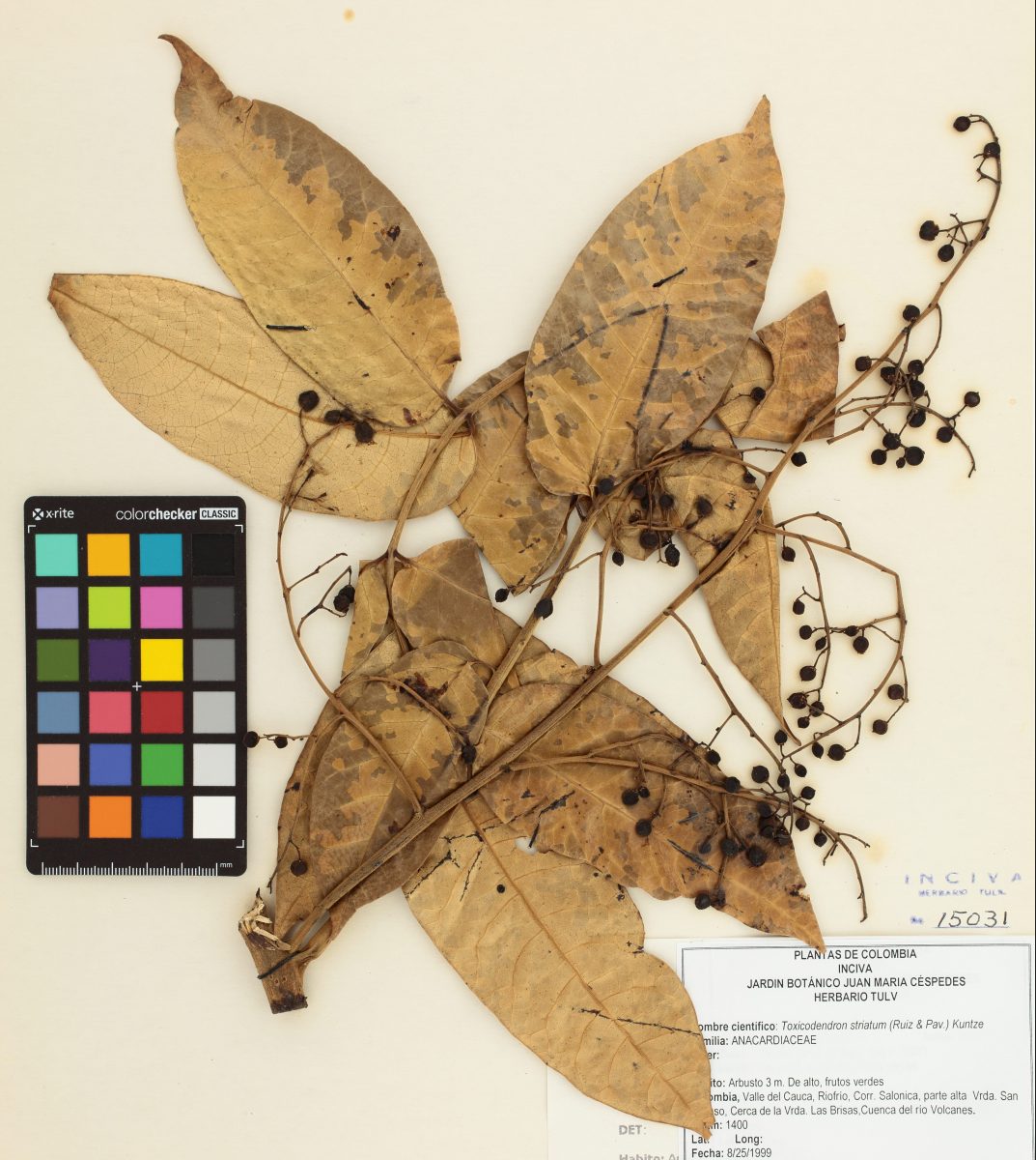 Hojas secas del árbol