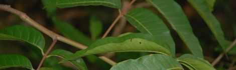 Hojas de Rhus striata